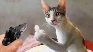 Funny Cat Videos 2023????