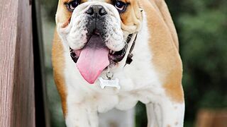 TOP 20 DOMESTIC DOGS