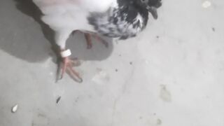 Virus attack on pegions in winter