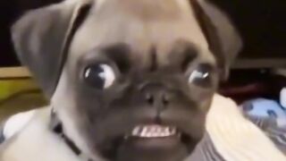 Funny moments Videos