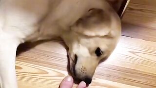 Funny moments Videos