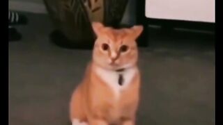 funny animals TikTok