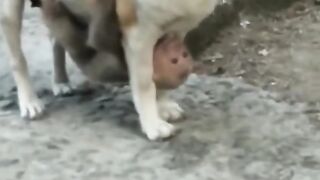 Cute and funny cat's and dogs Videoes latest 2023