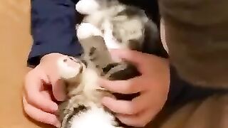 Cute cats and dogs Videoes latest 2023