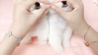 Cute and funny puppys