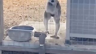 FUNNY ANIMALS ❗???? FUN WITH CATS, DOGS, PARROTS AND OTHER ANIMALS
