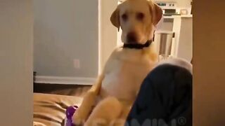 The most beautiful compilation of funny dogs and cats from TikTok