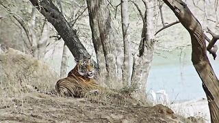Jungali Tiger