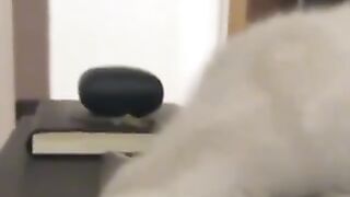 Funnycat catlovers