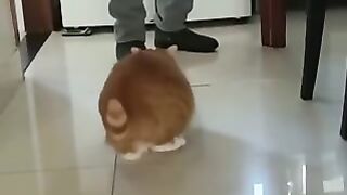 This cat is so funny haha
