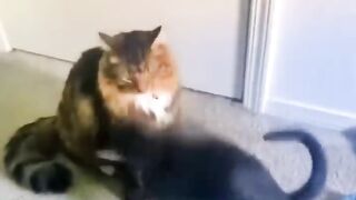 Cats are so loving