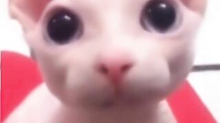 Tik tok video