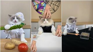 Cats make food 2022 "That Little Puff" Tiktok Compilation #69