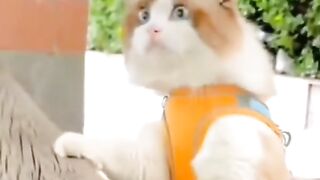 Funniest animals video