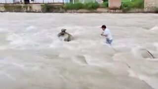 Man rescues cat trapped in swollen river in Peru