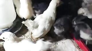 Too small chicken