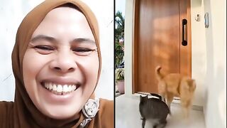 the cat is acting up again