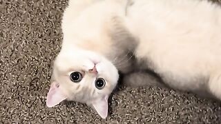Munchkin Cat Lay Down On The Floor