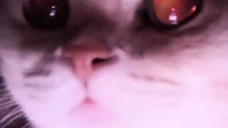 Hear this sound of my cat