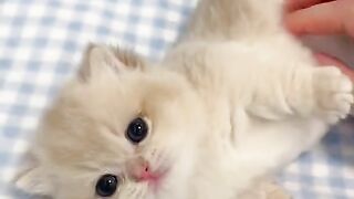 Cat lay down on the bed