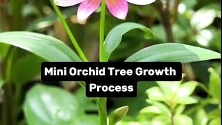 Mini Orchid Tree Growth Process