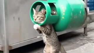Kucing terkuat