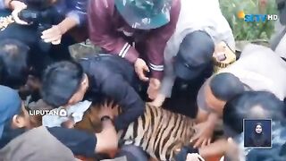 Tiger cub caught in a pig snare
