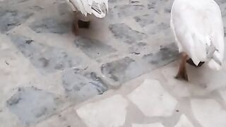The ducks