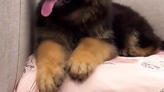 Respect the animals too