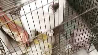 The puppy is beautiful