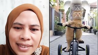 the cats are getting along