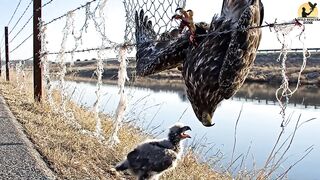 Baby Eagle Begs for Help to Save Her Mom- Rescuing