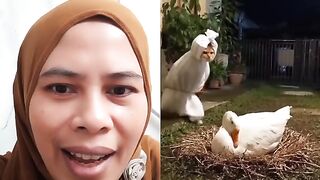 The cat disguised itself as a ghost