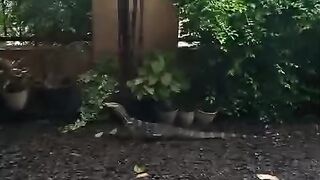Lizards enter peoples yards