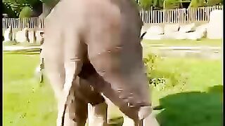 A small child is happily playing with a baby elephant.