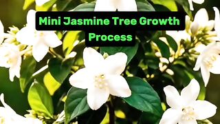 Mini Jasmine Tree Growth Process