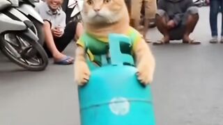 Kucing bawa tabung gas