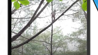 Seorang pria mabuk di Kebumen memanjat pohon