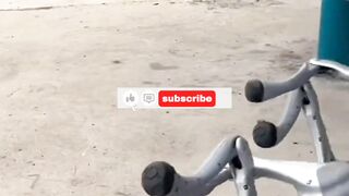 robot dog