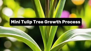 Mini Tulip Growth Process