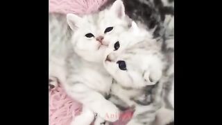 So many cute kittens videos