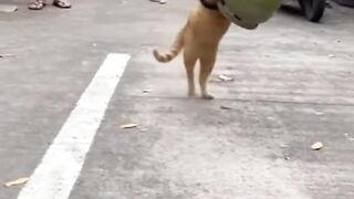 Kucing angkat tabung gas