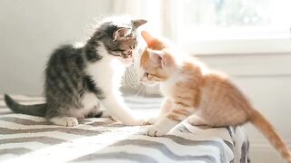 i love cats