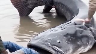 human swallowed by catfish