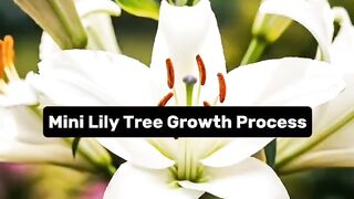 Mini Lily Growth Process