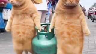 Dua oyen jinjing tabung gas