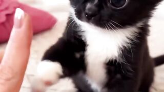 cute tiny cat