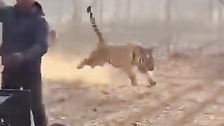 Tiger actor
