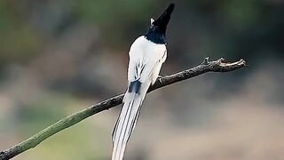 Burung pengicau yang indah