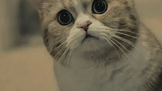 KUCING IMUT, LUCU DAN GANTENG